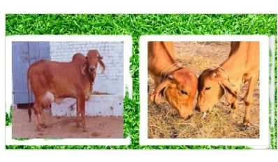 Geer cow information Marathi