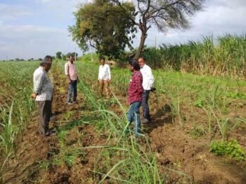 Sugarcane important cultivation practices